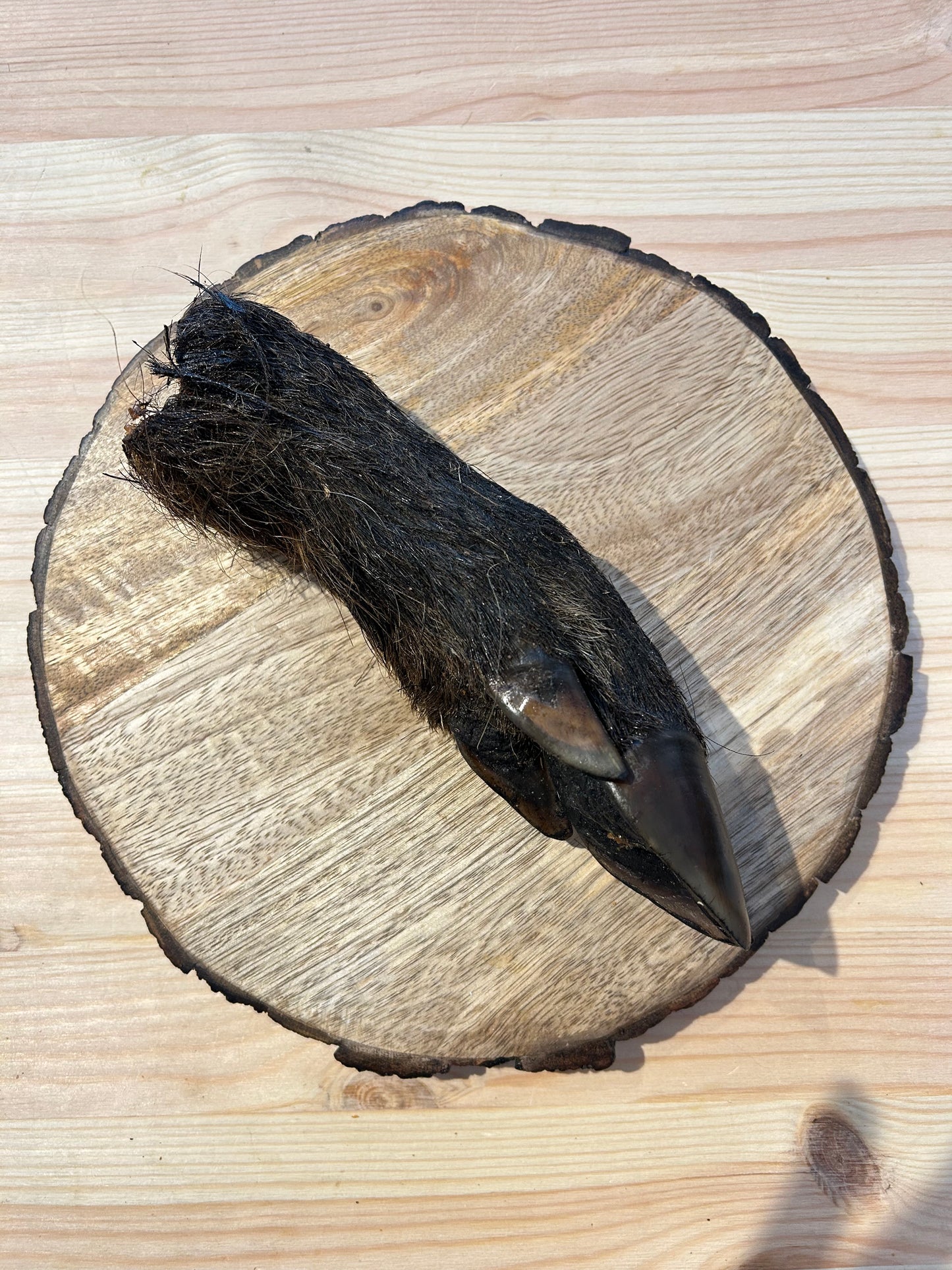 Wild boar hoof with fur